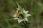 Spotted beebalm